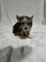 Tiny, a female Yorkshire Terrier for sale in Nacogdoches, TX – 3 of 7