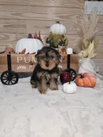 Maple , a female Yorkshire Terrier for sale in Nacogdoches, TX – 2 of 6
