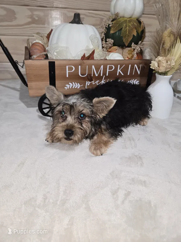 Dak – Yorkshire Terrier puppy for sale in Nacogdoches, TX