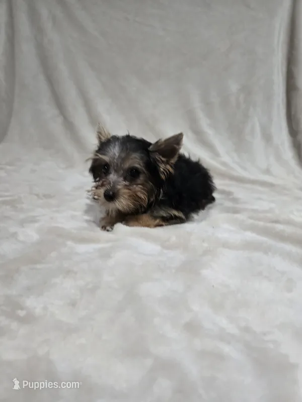 Tiny – Yorkshire Terrier puppy for sale in Nacogdoches, TX