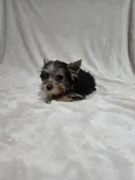 Tiny, a female Yorkshire Terrier for sale in Nacogdoches, TX – 1 of 7