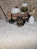 Cranberry , a male Yorkshire Terrier for sale in Nacogdoches, TX – 3 of 7