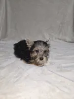 Dak, a male Yorkshire Terrier for sale in Nacogdoches, TX – 2 of 7