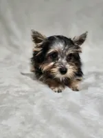 Tiny, a female Yorkshire Terrier for sale in Nacogdoches, TX – 4 of 7