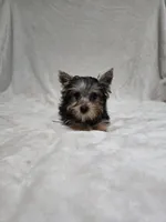 Tiny, a female Yorkshire Terrier for sale in Nacogdoches, TX – 2 of 7