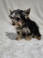 Tiny, a female Yorkshire Terrier for sale in Nacogdoches, TX – 5 of 7