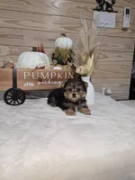 Cranberry , a male Yorkshire Terrier for sale in Nacogdoches, TX – 4 of 7
