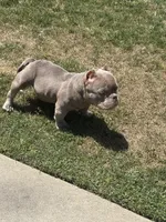 Ace Of Spades, a male American Bully for sale in Bakersfield, CA – 4 of 7