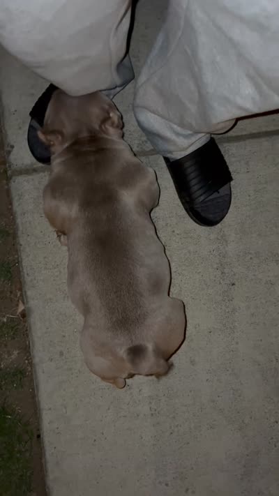 Ace Of Spades, a male American Bully for sale in Bakersfield, CA – 6 of 7