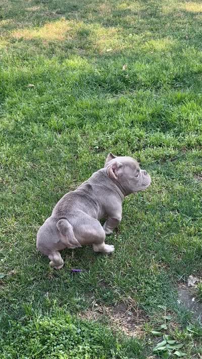 Ace Of Spades, a male American Bully for sale in Bakersfield, CA – 7 of 7