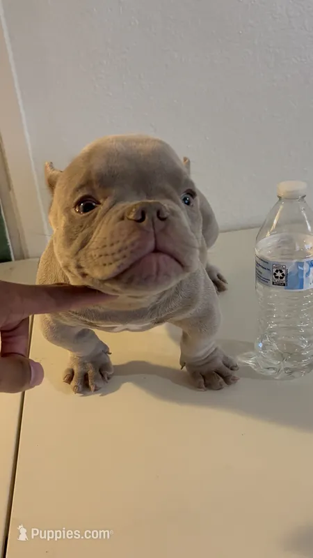 Ace Of Spades, a male American Bully for sale in Bakersfield, CA – 1 of 7