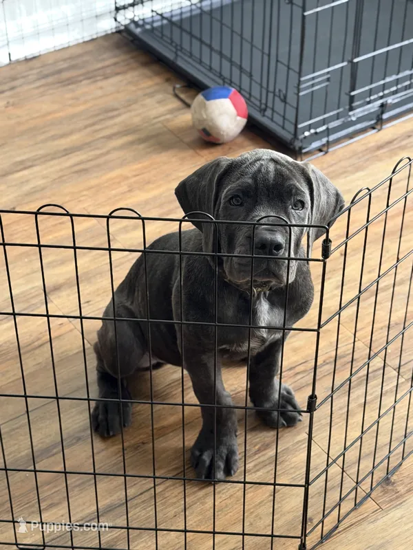 King – Cane Corso puppy for sale in Tampa, FL