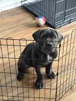 King, a male Cane Corso for sale in Tampa, FL – 1 of 7