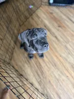 King, a male Cane Corso for sale in Tampa, FL – 3 of 7