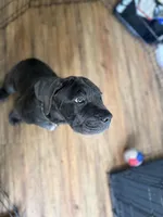 King, a male Cane Corso for sale in Tampa, FL – 5 of 7