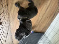 King, a male Cane Corso for sale in Tampa, FL – 6 of 7