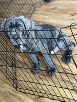 King, a male Cane Corso for sale in Tampa, FL – 2 of 7