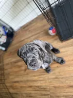 King, a male Cane Corso for sale in Tampa, FL – 4 of 7