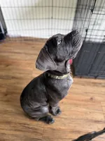 King, a male Cane Corso for sale in Tampa, FL – 7 of 7