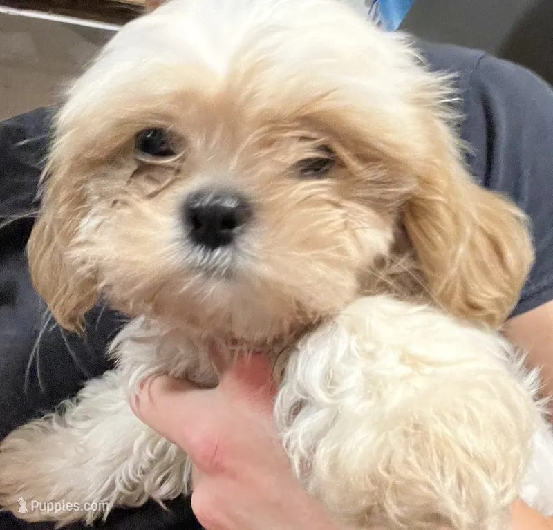 Leo  – Mal Shi puppy for sale in State College, PA
