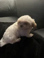 Leo , a male Mal Shi for sale in State College, PA – 4 of 5