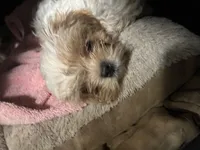 Simba, a male Maltese and Shih Tzu for sale in State College, PA – 3 of 3