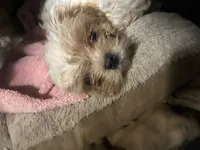 Simba, a male Maltese and Shih Tzu for sale in State College, PA – 2 of 3