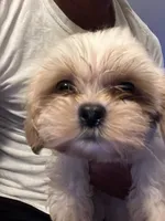 Leo , a male Mal Shi for sale in State College, PA – 3 of 5