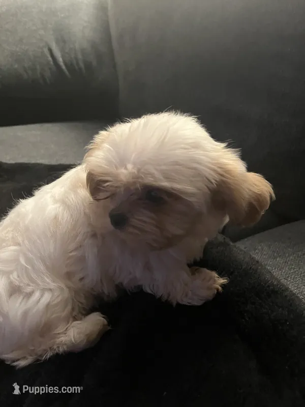 Leo  – Mal Shi puppy for sale in State College, PA