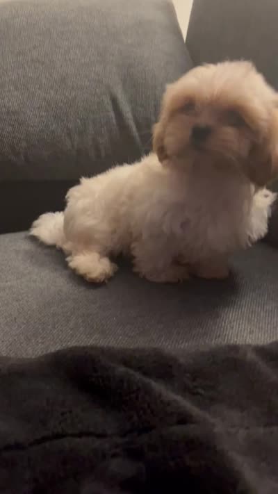 Leo , a male Mal Shi for sale in State College, PA – 5 of 5