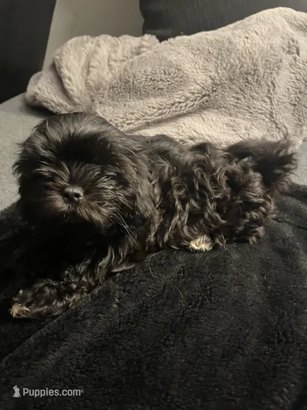 Lana, a female Mal Shi for sale in State College, PA – 1 of 5