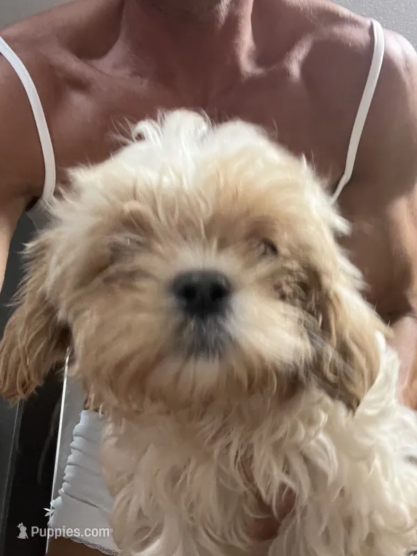 Simba – Maltese, Shih Tzu puppy for sale in State College, PA