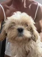 Simba, a male Maltese and Shih Tzu for sale in State College, PA – 1 of 3
