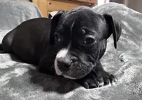 Turbo, a male American Bully for sale in Greenville, TX – 5 of 9