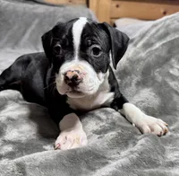 Blue , a male American Bully for sale in Greenville, TX – 1 of 7