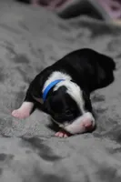Blue , a male American Bully for sale in Greenville, TX – 5 of 7