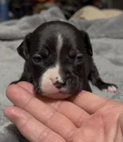 Turbo, a male American Bully for sale in Greenville, TX – 9 of 9