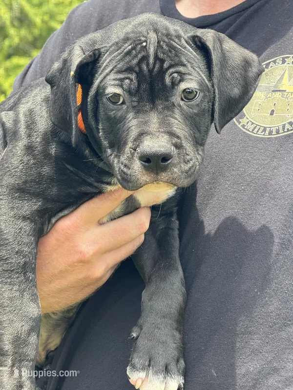 OJ – American Bully puppy for sale in Greenville, TX