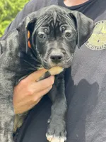 OJ, a male American Bully for sale in Greenville, TX – 1 of 10