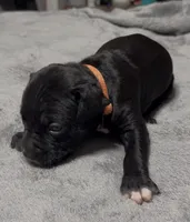 OJ, a male American Bully for sale in Greenville, TX – 8 of 10
