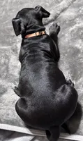 OJ, a male American Bully for sale in Greenville, TX – 3 of 10