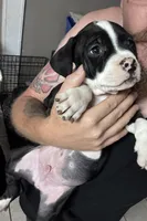 Blue , a male American Bully for sale in Greenville, TX – 3 of 7