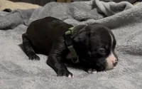 Turbo, a male American Bully for sale in Greenville, TX – 8 of 9