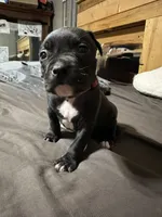 OJ, a male American Bully for sale in Greenville, TX – 5 of 10