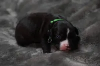 Turbo, a male American Bully for sale in Greenville, TX – 6 of 9