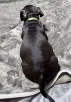Turbo, a male American Bully for sale in Greenville, TX – 4 of 9
