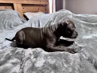 Bandit , a male American Bully for sale in Greenville, TX – 2 of 5