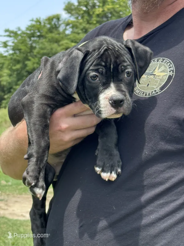 Turbo – American Bully puppy for sale in Greenville, TX