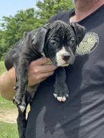 Turbo, a male American Bully for sale in Greenville, TX – 1 of 9