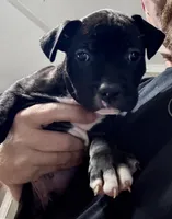 OJ, a male American Bully for sale in Greenville, TX – 4 of 10